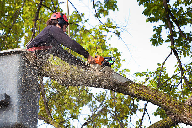 Best Tree Cabling and Bracing  in Pittsburg, KS